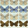 polyommatus damonides tabl 2